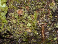 Nomaua arborea