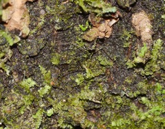 Nomaua arborea