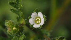 Eucrypta chrysanthemifolia bipinnatifida