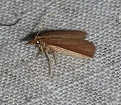 Tampa dimediatella