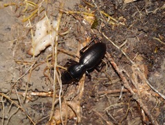 Oregus aereus