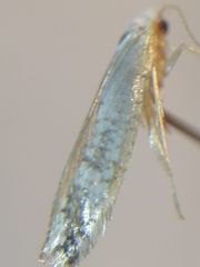 Argyresthia retinella