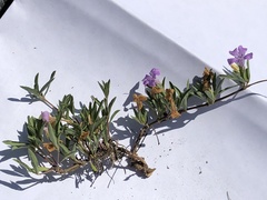 Dyschoriste decumbens