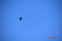 Milvus milvus