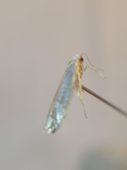 Argyresthia retinella