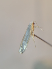 Argyresthia retinella