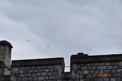 Carduelis carduelis