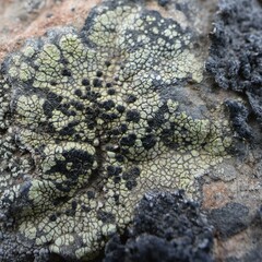 Rhizocarpales