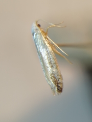 Argyresthia retinella