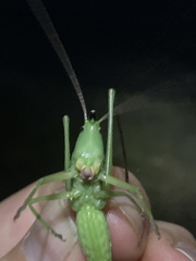 Neoconocephalus nebrascensis