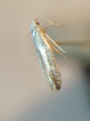 Argyresthia retinella