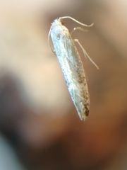 Argyresthia retinella