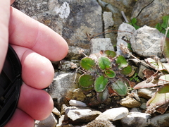 Plantago spathulata spathulata