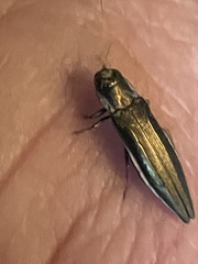 Agrilus macer
