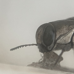 Agrilus macer