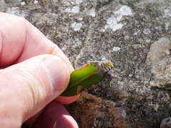Plantago spathulata spathulata