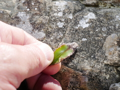 Plantago spathulata spathulata