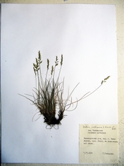 Festuca auriculata