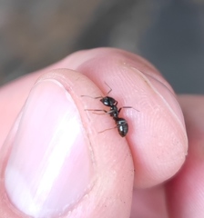 Lasius fuliginosus