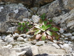 Plantago spathulata spathulata