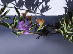 Dyschoriste decumbens