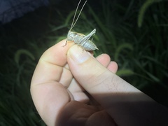 Atlanticus testaceus