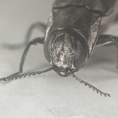 Agrilus macer