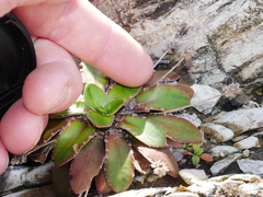 Plantago spathulata spathulata