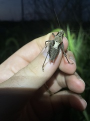 Atlanticus testaceus