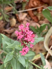 Centranthus ruber