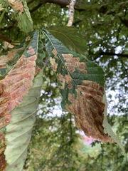 Cameraria