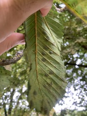 Cameraria