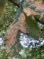 Cameraria
