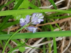Polygala sibirica