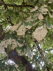 Cameraria