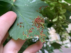 Aceria