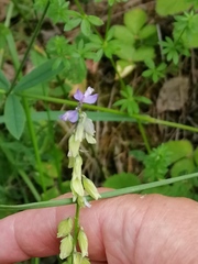 Polygala sibirica