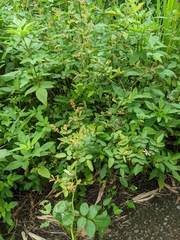Rosa kwangtungensis