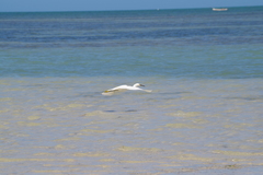 Egretta garzetta dimorpha