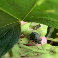 Pentatoma rufipes