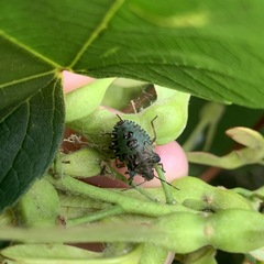 Pentatoma rufipes