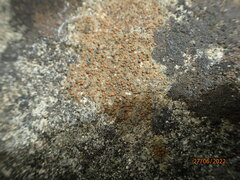Protoblastenia rupestris