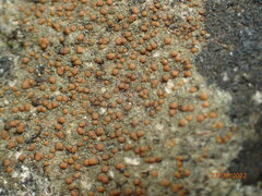 Protoblastenia rupestris