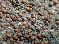 Protoblastenia rupestris
