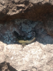 Sceloporus torquatus