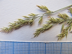 Festuca auriculata