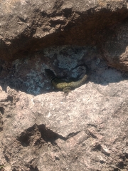 Sceloporus torquatus