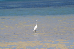 Egretta garzetta dimorpha