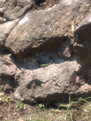 Sceloporus torquatus