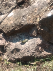 Sceloporus torquatus